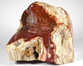 Fossil Wood Freeform Large 8.63kg | Image 7