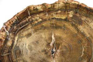 Fossilised Wood Slice Large 52.5cm | Image 2
