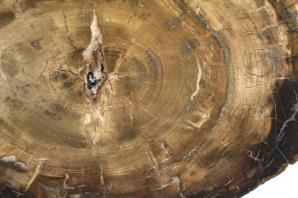 Fossilised Wood Slice Large 52.5cm | Image 3