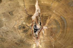 Fossilised Wood Slice Large 52.5cm | Image 4