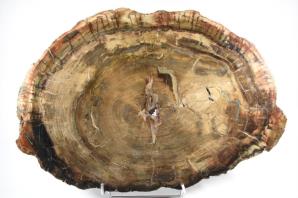 Fossilised Wood Slice Large 52.5cm | Image 7
