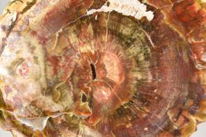 Fossilised Wood Branch 14cm | Image 2