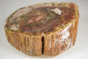 Fossilised Wood Branch 14cm | Image 3