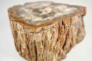 Fossilised Wood Branch 13.5cm | Image 4