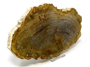 Fossilised Wood Slice 20.5cm | Image 4