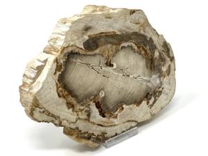 Fossilised Wood Slice 18cm | Image 3