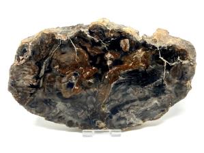 Fossilised Wood Slice Large 19.8cm | Image 2