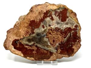 Fossilised Wood Slice 15.4cm | Image 2