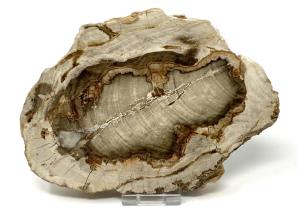 Fossilised Wood Slice 18cm | Image 2