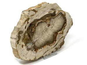 Fossilised Wood Slice 18cm | Image 4