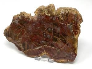 Fossilised Wood Slice 16.5cm | Image 3