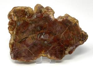 Fossilised Wood Slice 16.5cm | Image 2