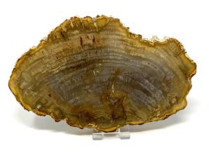 Fossilised Wood Slice 20.5cm | Image 2