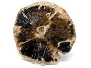 Fossilised Wood Slice Large 18.8cm | Image 4