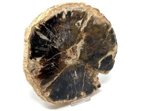 Fossilised Wood Slice Large 18.8cm | Image 3
