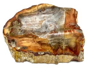 Fossilised Wood Slice 9.5cm | Image 2