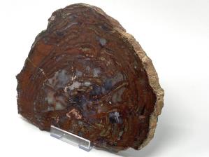 Fossilised Wood Slice 25.5cm | Image 2