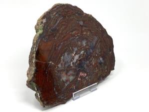 Fossilised Wood Slice 25.5cm | Image 3