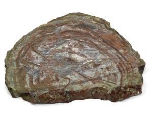 Fossilised Wood Slice 25.5cm | Image 4