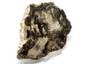 Fossilised Wood Slice 12.5cm | Image 2