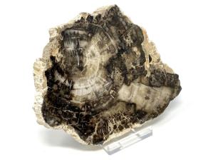 Fossilised Wood Slice 12.5cm | Image 3