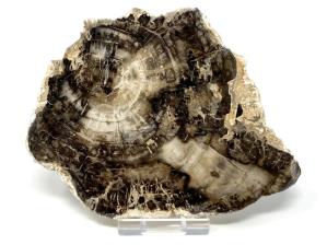 Fossilised Wood Slice 12.5cm | Image 4