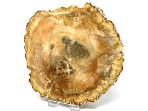 Fossilised Wood Slice 13cm | Image 2