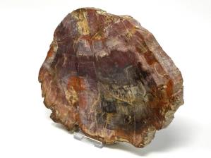 Fossilised Wood Slice 18.5cm | Image 2