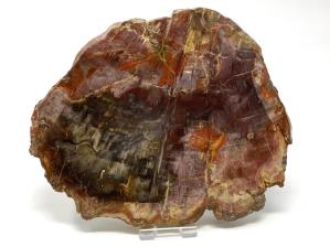 Fossilised Wood Slice 18.5cm | Image 4