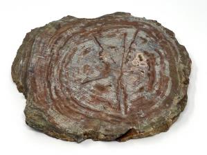 Fossilised Wood Slice 26cm | Image 4