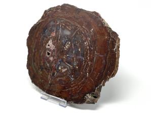 Fossilised Wood Slice 26cm | Image 3