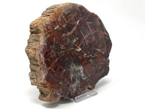 Fossilised Wood Slice 14.6cm | Image 2