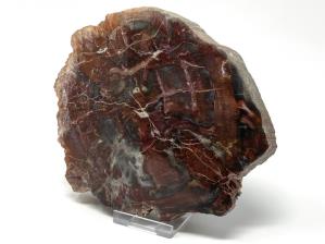 Fossilised Wood Slice 14.6cm | Image 3