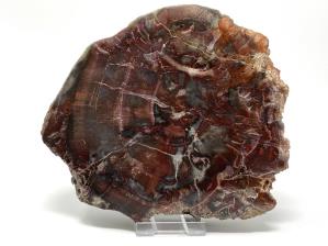 Fossilised Wood Slice 14.6cm | Image 4