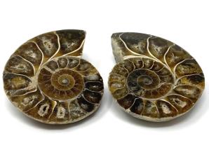 Ammonite Pair 6.1cm | Image 2