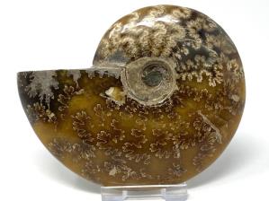 Ammonite Cleoniceras 11cm | Image 4