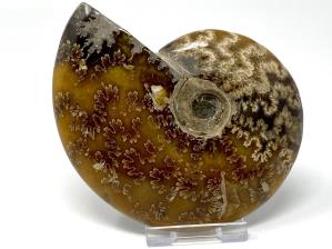Ammonite Cleoniceras 11cm | Image 3