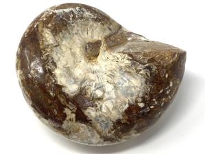 Gastropod Fossil Polished 7.2cm | Image 3