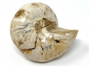 Gastropod Fossil Polished 7.4cm | Image 2