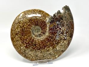 Ammonite Cleoniceras Very Large 26cm | Image 3