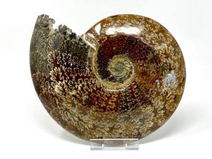 Ammonite Cleoniceras Very Large 26cm | Image 5