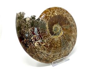 Ammonite Cleoniceras Very Large 26cm | Image 6