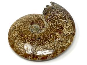 Ammonite Cleoniceras Very Large 26cm | Image 7