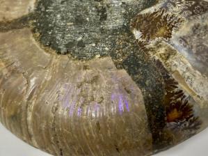 Ammonite Pair 12cm | Image 4