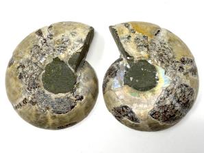 Ammonite Pair 4.9cm | Image 2