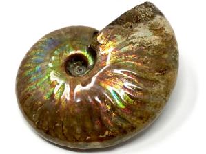Ammonite Iridescent Large 8.7cm | Image 2