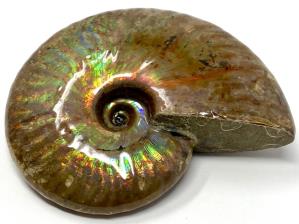 Ammonite Iridescent Large 8.7cm | Image 8