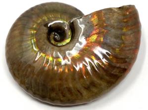 Ammonite Iridescent 6.2cm | Image 6