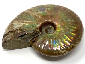 Ammonite Iridescent Large 8.7cm | Image 6