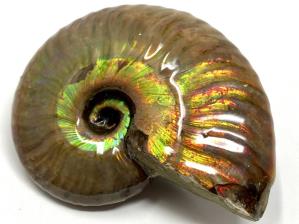 Ammonite Iridescent 6.2cm | Image 4